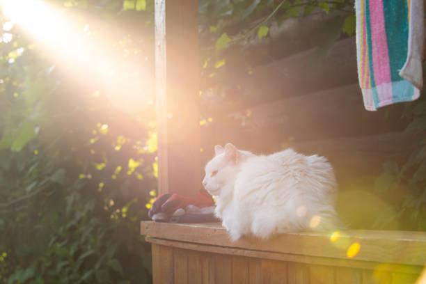 White cat lying on the porch