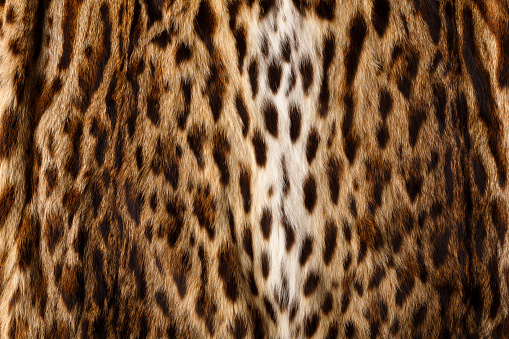 Fure texture with leopard print. Wild background concept
