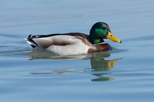 istock male  mallard duck (Anas platyrhynchos) 1134269248