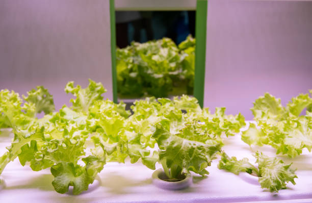 istock Greenhouse vegetables Plant with Led Light Indoor Farm Technology 1134272152