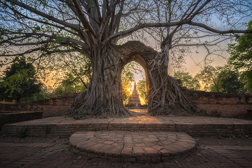 Bodhi tree grows on ruined wall and portico of a deserted temple in Wat Phra Ngam, Ayutthaya, Thailand. Gate of Time. Unseen Thailand.