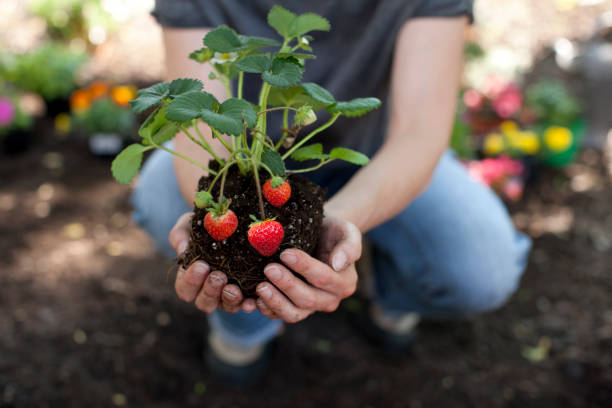 frau hält erdbeerpflanze in händen - strawberry fruit single object food stock-fotos und bilder