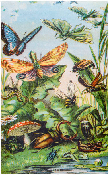 Antique color illustration from German children fable book Antique color illustration from German children fable book ladybird book stock illustrations
