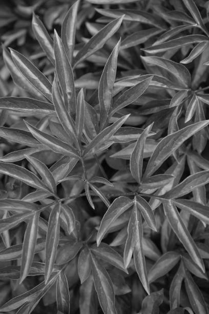 istock Abstract black and white background of peony leaves 1134275417