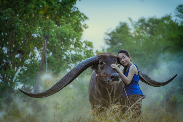 istock The girl with Buffalo 1134275638