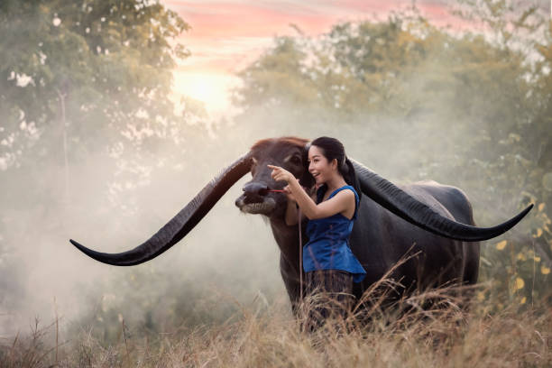 istock The girl with Buffalo 1134275764