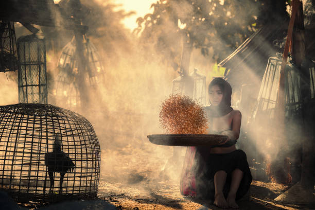 Peasant woman in the field, farmer to harvest rice in rice field.