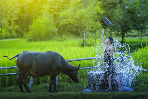 Free Stock Photo of Asian lovely girl riding on buffalo in the fields ...