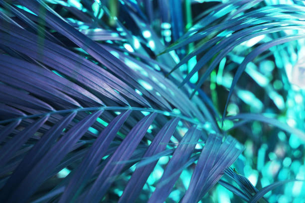 istock Blurred tropical leaf forest glow in the dark background. High contrast. 1134278303