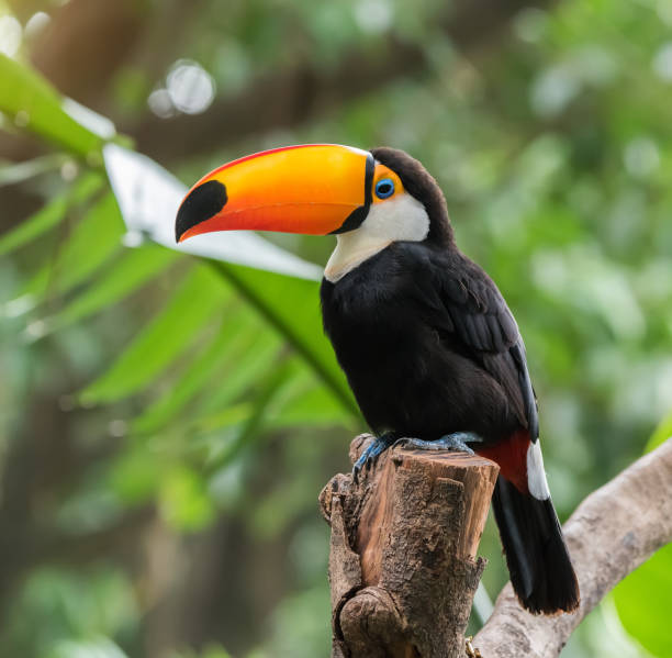 istock Toucan bird on the forest 1134278944