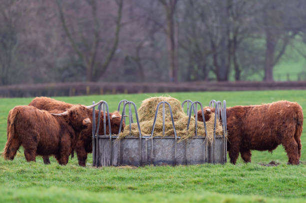 젊은 고원 가축 먹이 기 - young animal agriculture galloway highland cattle 뉴스 사진 이미지
