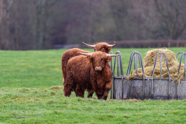 먹이 역 옆에 있는 두 개의 젊은 고원 - young animal agriculture galloway highland cattle 뉴스 사진 이미지