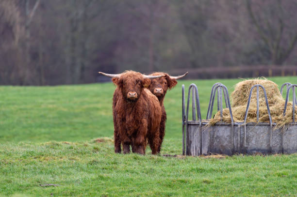 먹이 역 옆에 있는 두 개의 젊은 고원 - young animal agriculture galloway highland cattle 뉴스 사진 이미지