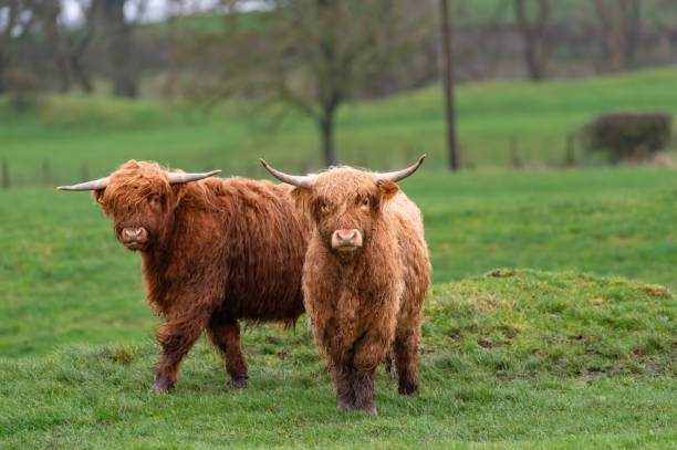 젊은 고원 소 - young animal agriculture galloway highland cattle 뉴스 사진 이미지