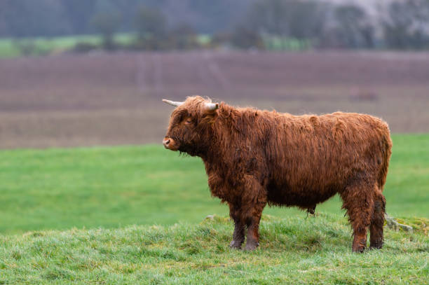 한 젊은 고원 소 - young animal agriculture galloway highland cattle 뉴스 사진 이미지