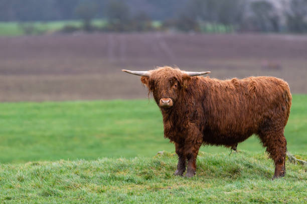istock One young Highland cow 1134279960