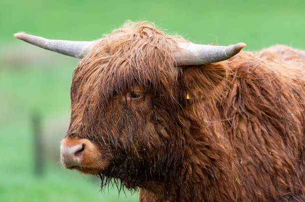 한 젊은 고원 소 - young animal agriculture galloway highland cattle 뉴스 사진 이미지