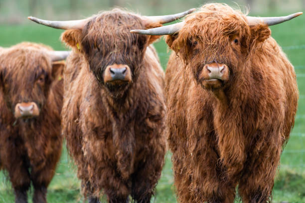 어린 고원 소 그룹 - young animal agriculture galloway highland cattle 뉴스 사진 이미지