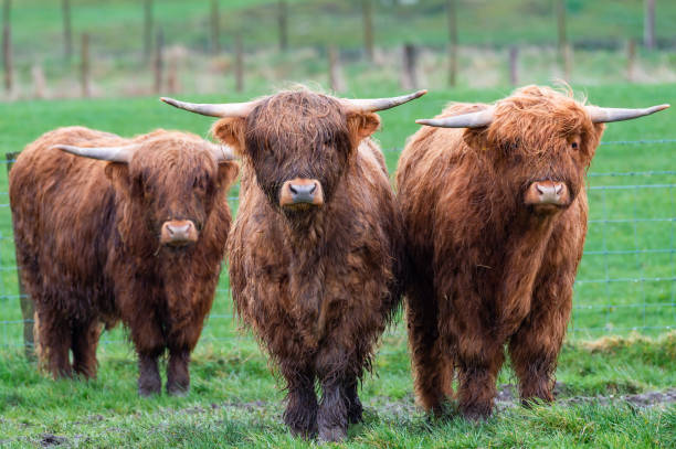 어린 고원 소 그룹 - young animal agriculture galloway highland cattle 뉴스 사진 이미지