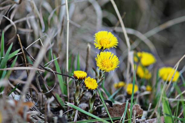 istock Yellow coltsfoot (tussilago farfara)  flowers in spring german garden. 1134280267