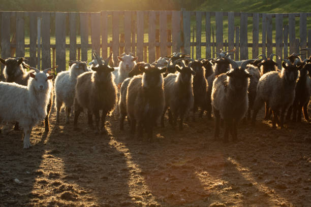 Animal goat farm at dawn in the spring Animal goat farm at dawn in the spring asshole stock pictures, royalty-free photos & images