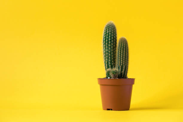 istock Cactus on bright yellow background.Trendy abstract style.Creative layout.Copy space for Text. 1134281683