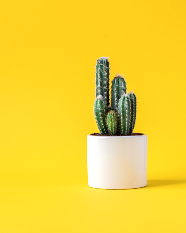 Cactus on bright yellow background.Trendy abstract style.Creative layout.Copy space for Text.