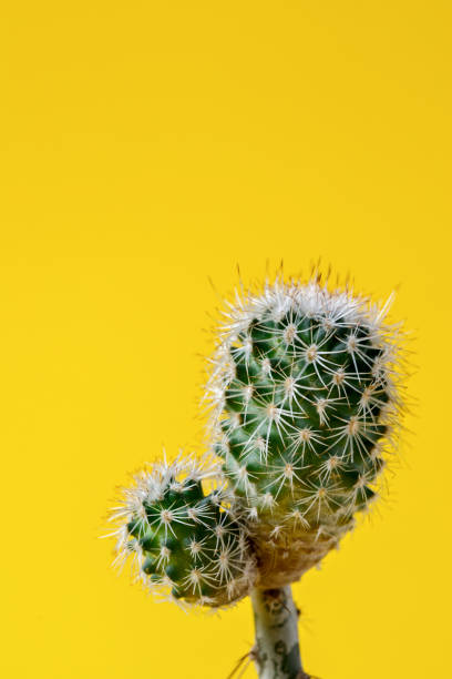 istock Cactus on bright yellow background.Trendy abstract style.Creative layout.Copy space for Text. 1134281689