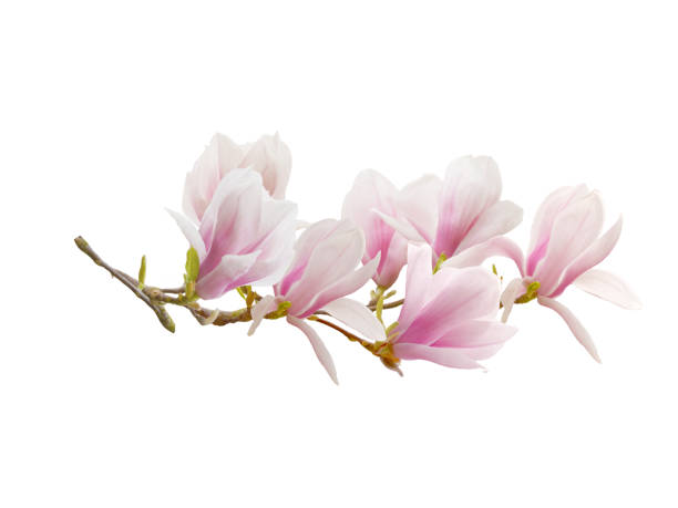 istock Magnolia flower isolated on white background. 1134281712