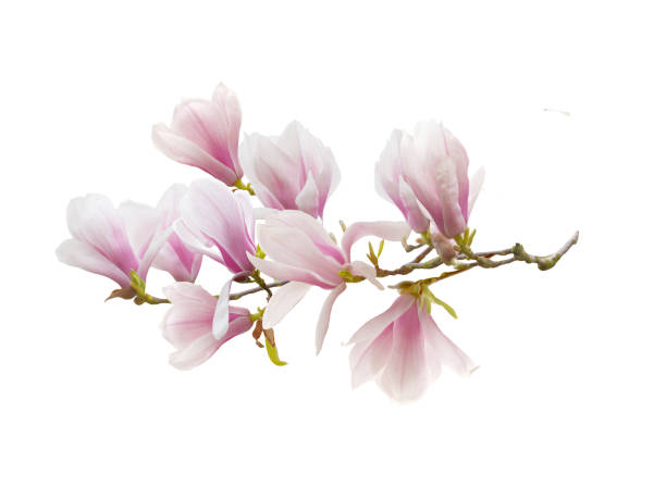 istock Magnolia flower isolated on white background. 1134281713