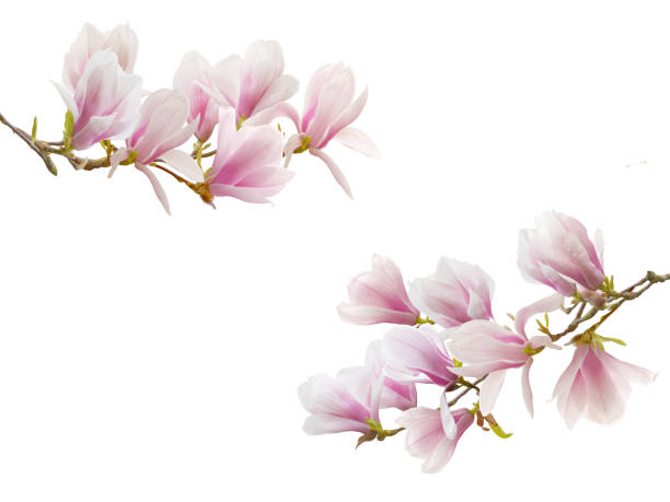 istock Magnolia flower isolated on white background. 1134281715
