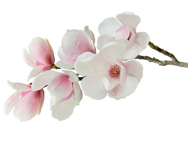 magnolia flower isolated on white background. - mm1 imagens e fotografias de stock