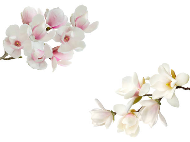 istock Magnolia flower isolated on white background. 1134281768