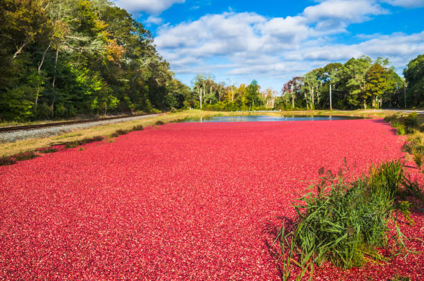 istock Cranberry Bog Along the Tracks 1134282472