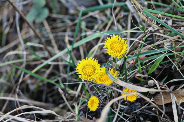 istock Wild yellow coltsfoot (tussilago farfara)  flowers. 1134282645