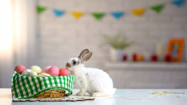 istock Curious Easter bunny sniffing colorful eggs in decorated basket, tradition 1134282761