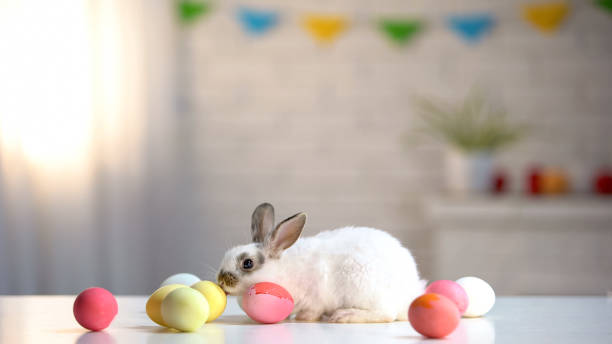 istock Furry Easter bunny with colored eggs on table, religious holiday greeting, pet 1134287885