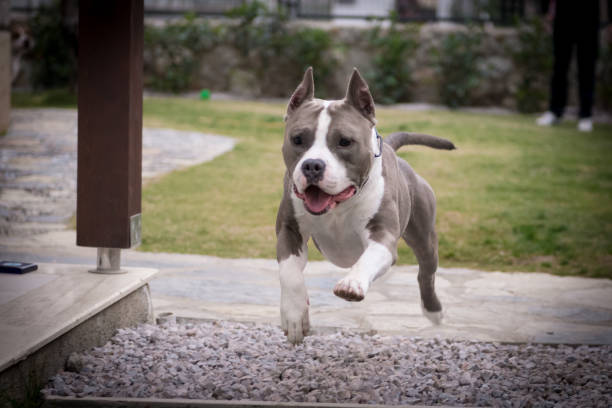 American Staffordshire Terrier playing amstaff playing american staffordshire terrier stock pictures, royalty-free photos & images