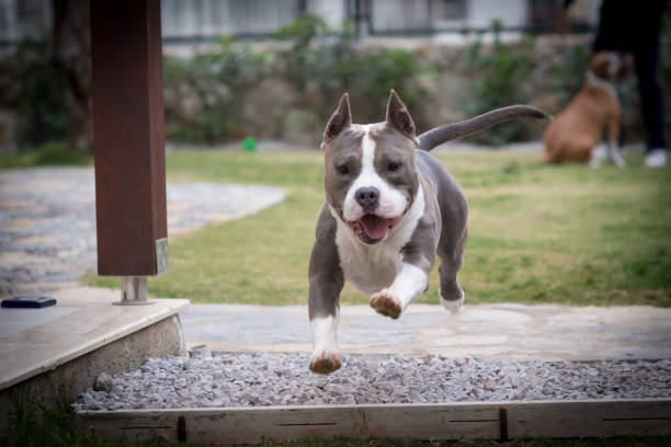 istock American Staffordshire Terrier playing 1134288132