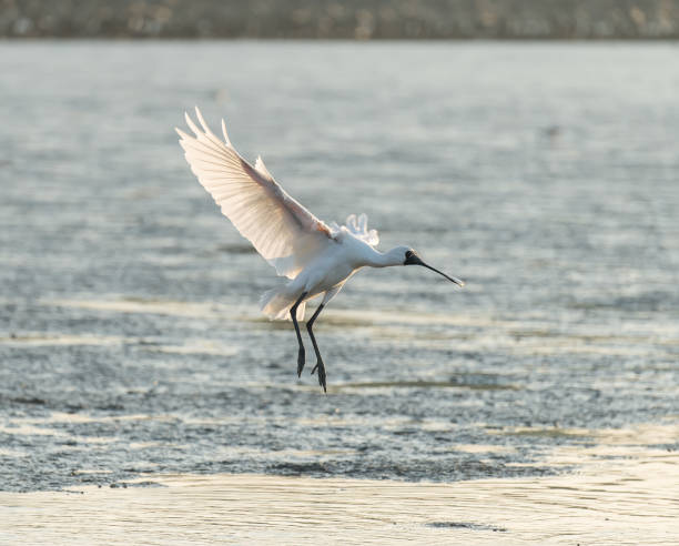 istock Black-faced Spoonbill in shenzhen China 1134288289