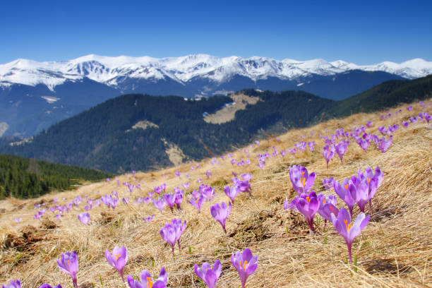 istock Springtime is the moment for this purple flower 1134288362