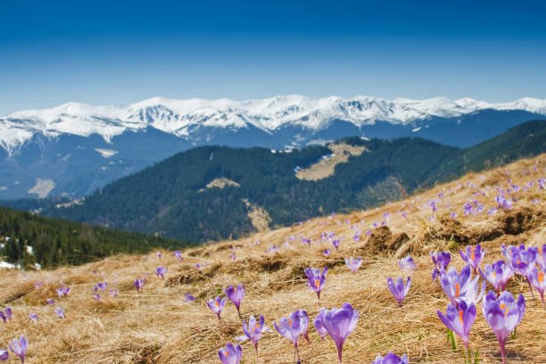 istock Springtime is the moment for this purple flower 1134289082