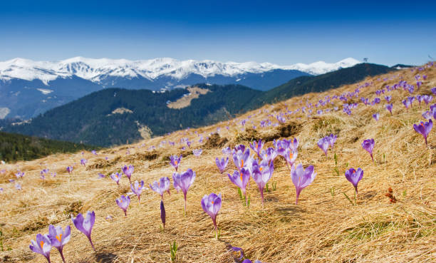 istock Springtime is the moment for this purple flower 1134289197
