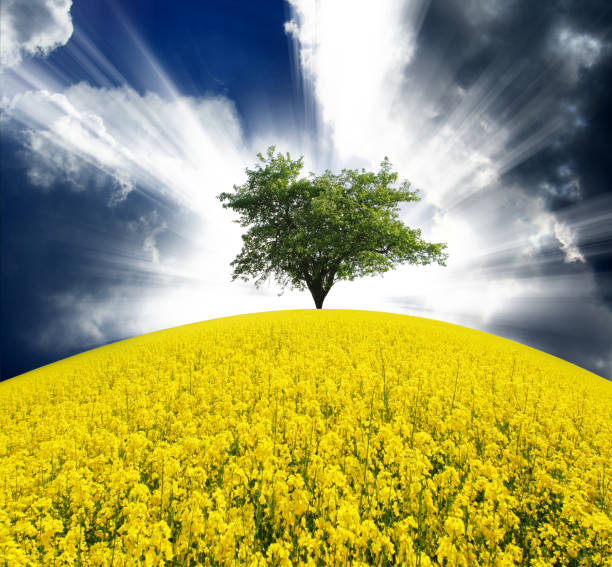 istock Tree on the meadow and the blue sky 1134289316