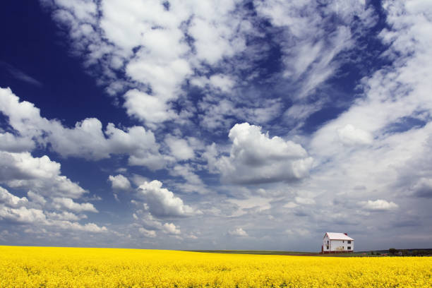 istock spring field and the beautiful blue sky 1134289361