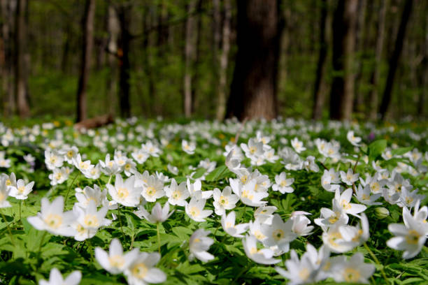Anemone forest at springtime. Anemone forest at springtime. Wild spring flowers snowdrops in woodland stock pictures, royalty-free photos & images