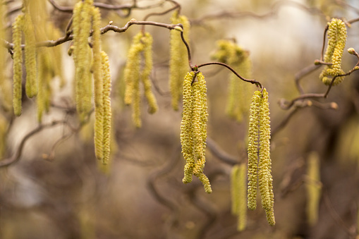 Catkins of a Corylus avellana plant in spring