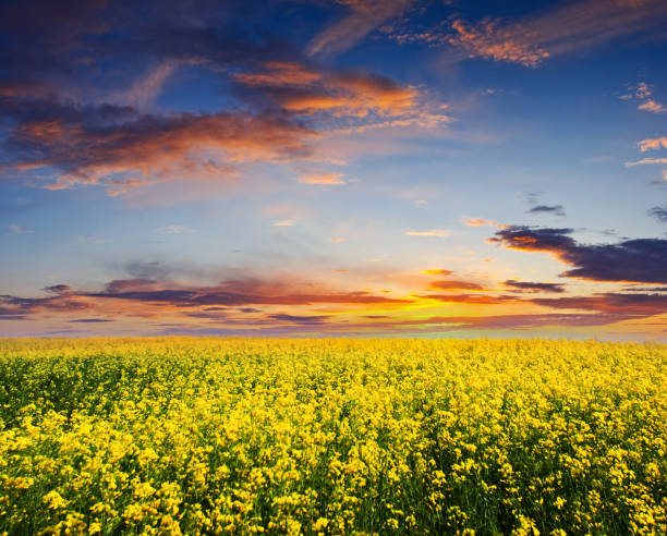 istock Landscape under morning sky with clouds 1134290333