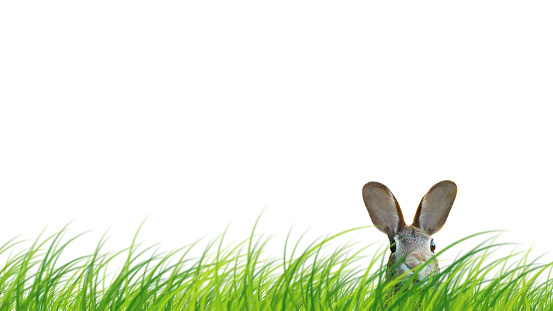 Hidden easter rabbit in a green meadow isolated on white background.