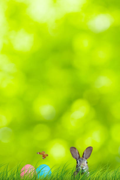 istock Easter rabbit and easter eggs hidden in a colorful natural scene. 1134291257
